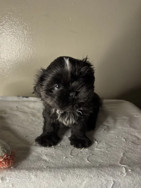 Milo – Shih Tzu puppy for sale in Downey, CA
