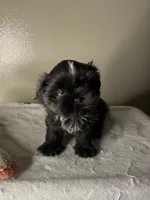 Milo, a male Shih Tzu for sale in Downey, CA – 1 of 6