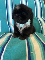 Kenai, a male Shih Tzu for sale in Downey, CA – Photo 5 of 5