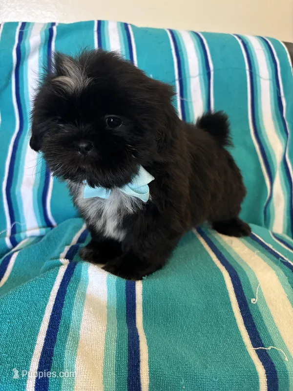 Kenai – Shih Tzu puppy for sale in Downey, CA