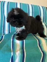 Kenai, a male Shih Tzu for sale in Downey, CA – Photo 4 of 5