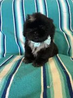 Kenai, a male Shih Tzu for sale in Downey, CA – Photo 2 of 5