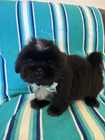 Kenai, a male Shih Tzu for sale in Downey, CA – Photo 3 of 5