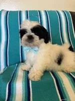 Pascal, a male Shih Tzu for sale in Downey, CA – Photo 4 of 7