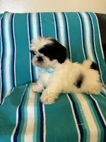 Pascal, a male Shih Tzu for sale in Downey, CA – Photo 5 of 7