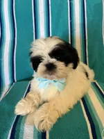 Pascal, a male Shih Tzu for sale in Downey, CA – Photo 6 of 7