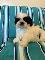 Pascal, a male Shih Tzu for sale in Downey, CA – Photo 3 of 7