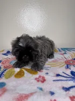 Hazel, a female Shih Tzu for sale in Downey, CA – 3 of 8