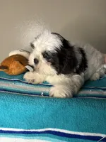 Pebble, a male Shih Tzu for sale in Downey, CA – 7 of 7