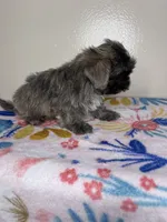 Hazel, a female Shih Tzu for sale in Downey, CA – 8 of 8