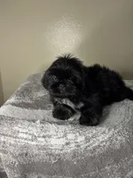 Bruno, a male Shih Tzu for sale in Downey, CA – 10 of 10