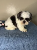 Casper, a male Shih Tzu for sale in Downey, CA – 9 of 10