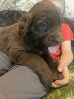 Candy, a female Newfoundland and Golden Retriever for sale in Brainerd, MN – 4 of 10