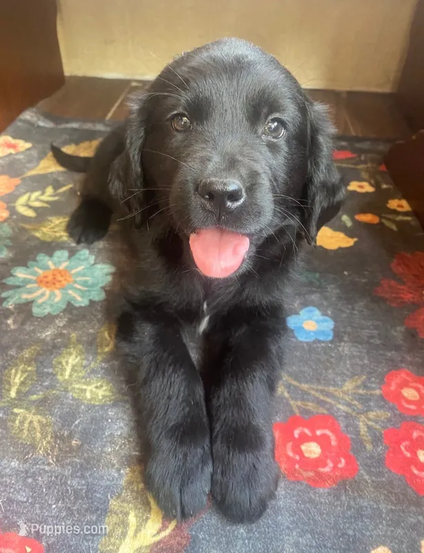 Cara – Newfoundland, Golden Retriever puppy for sale in Brainerd, MN