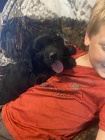 Cassie, a female Newfoundland and Golden Retriever for sale in Brainerd, MN – 2 of 10
