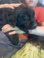 Cassie, a female Newfoundland and Golden Retriever for sale in Brainerd, MN – 5 of 10