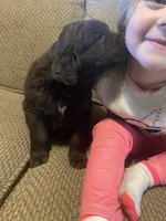 Donald, a male Newfoundland and Golden Retriever for sale in Brainerd, MN – Photo 2 of 6