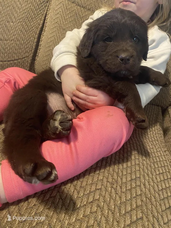 Donald – Newfoundland, Golden Retriever puppy for sale in Brainerd, MN