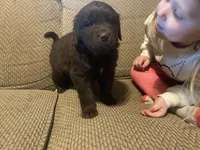 Donald, a male Newfoundland and Golden Retriever for sale in Brainerd, MN – Photo 4 of 6
