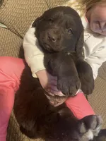 Donald, a male Newfoundland and Golden Retriever for sale in Brainerd, MN – Photo 3 of 6