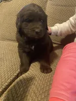 Donald, a male Newfoundland and Golden Retriever for sale in Brainerd, MN – Photo 5 of 6