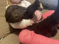 Donald, a male Newfoundland and Golden Retriever for sale in Brainerd, MN – Photo 6 of 6