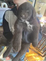 Clarabell, a female Newfoundland and Golden Retriever for sale in Brainerd, MN – 3 of 10