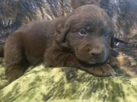 Candy, a female Newfoundland and Golden Retriever for sale in Brainerd, MN – 3 of 10