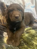 Chip, a male Newfoundland and Golden Retriever for sale in Brainerd, MN – 6 of 10