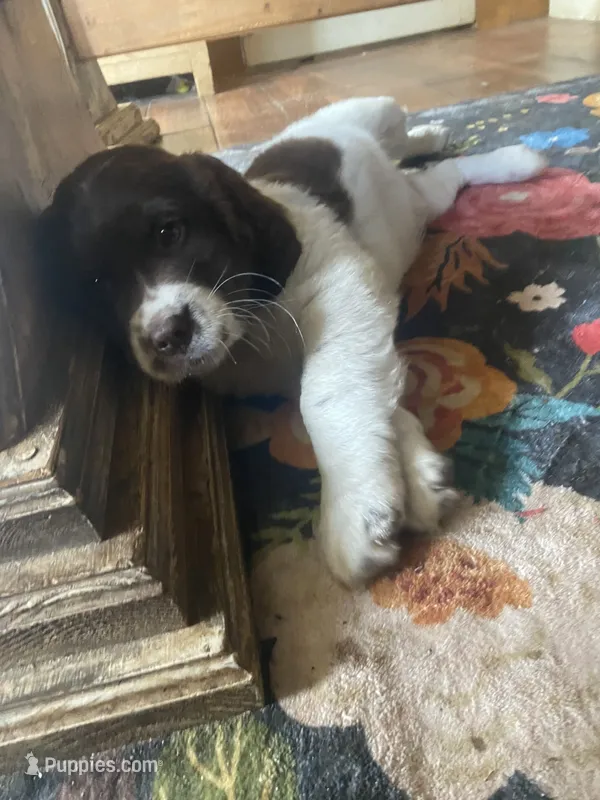 Callie – Newfoundland, Golden Retriever puppy for sale in Brainerd, MN