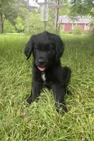Clay, a male Newfoundland and Golden Retriever for sale in Brainerd, MN – 1 of 8