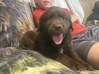 Coco, a female Newfoundland and Golden Retriever for sale in Brainerd, MN – 2 of 8