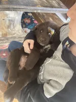 Clarabell, a female Newfoundland and Golden Retriever for sale in Brainerd, MN – 2 of 10