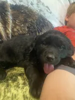Cassie, a female Newfoundland and Golden Retriever for sale in Brainerd, MN – 3 of 10