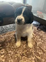 Dot, a female Newfoundland and Golden Pyrenees for sale in Brainerd, MN – Photo 7 of 8