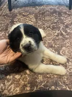 Dot, a female Newfoundland and Golden Pyrenees for sale in Brainerd, MN – Photo 2 of 8