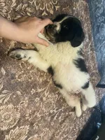 Dot, a female Newfoundland and Golden Pyrenees for sale in Brainerd, MN – Photo 6 of 8