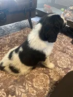 Dot, a female Newfoundland and Golden Pyrenees for sale in Brainerd, MN – Photo 3 of 8