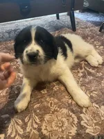 Dot, a female Newfoundland and Golden Pyrenees for sale in Brainerd, MN – Photo 8 of 8