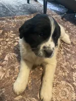 Dot, a female Newfoundland and Golden Pyrenees for sale in Brainerd, MN – Photo 5 of 8