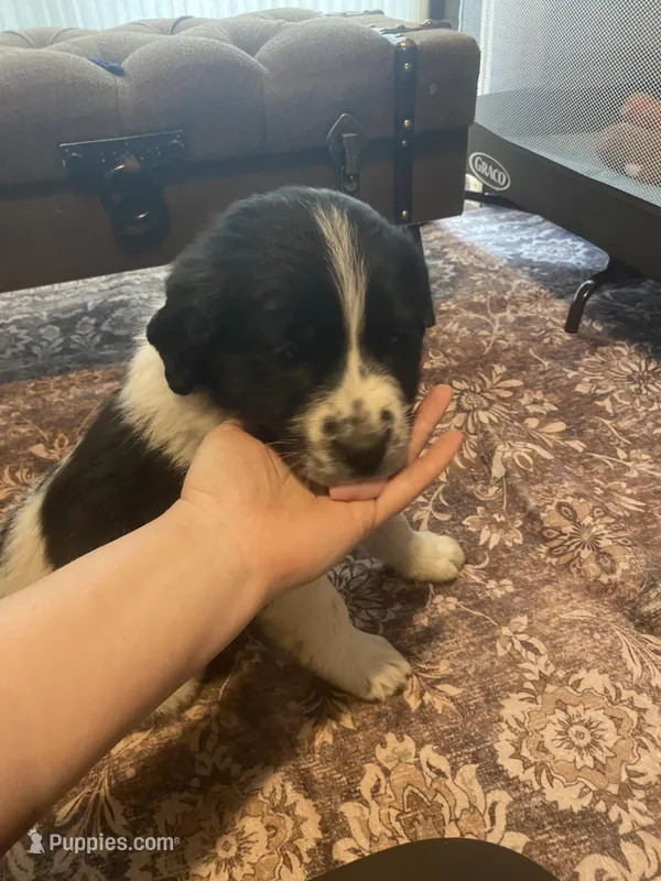 Dot – Newfoundland, Golden Pyrenees puppy for sale in Brainerd, MN