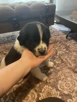 Dot, a female Newfoundland and Golden Pyrenees for sale in Brainerd, MN – Photo 1 of 8