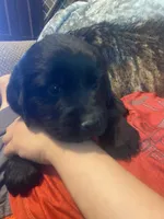 Clara, a female Newfoundland and Golden Retriever for sale in Brainerd, MN – 2 of 7