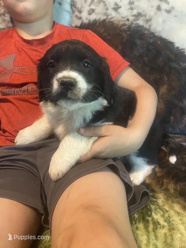 Crystal – Newfoundland, Golden Retriever puppy for sale in Brainerd, MN