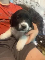 Crystal, a female Newfoundland and Golden Retriever for sale in Brainerd, MN – 3 of 9