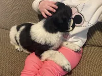 Mickey, a male Newfoundland and Golden Retriever for sale in Brainerd, MN – Photo 5 of 9