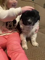 Mickey, a male Newfoundland and Golden Retriever for sale in Brainerd, MN – Photo 3 of 9