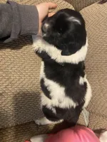 Mickey, a male Newfoundland and Golden Retriever for sale in Brainerd, MN – Photo 7 of 9