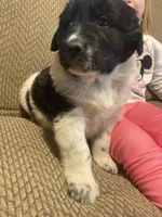 Mickey, a male Newfoundland and Golden Retriever for sale in Brainerd, MN – Photo 8 of 9