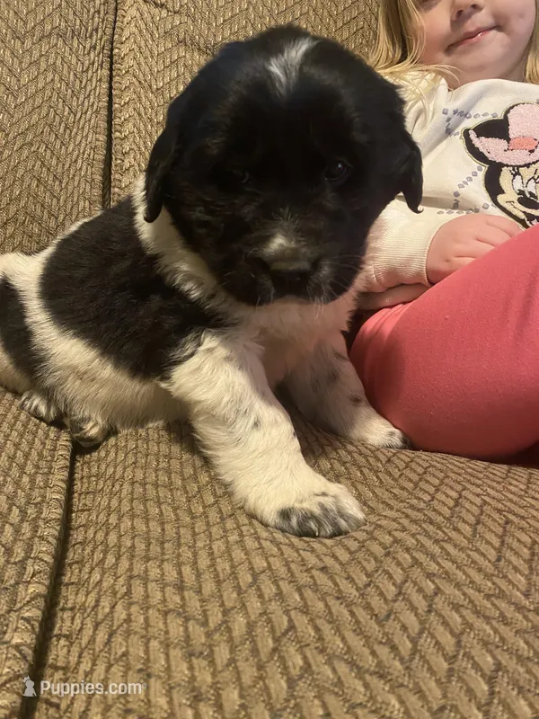 Mickey – Newfoundland, Golden Retriever puppy for sale in Brainerd, MN